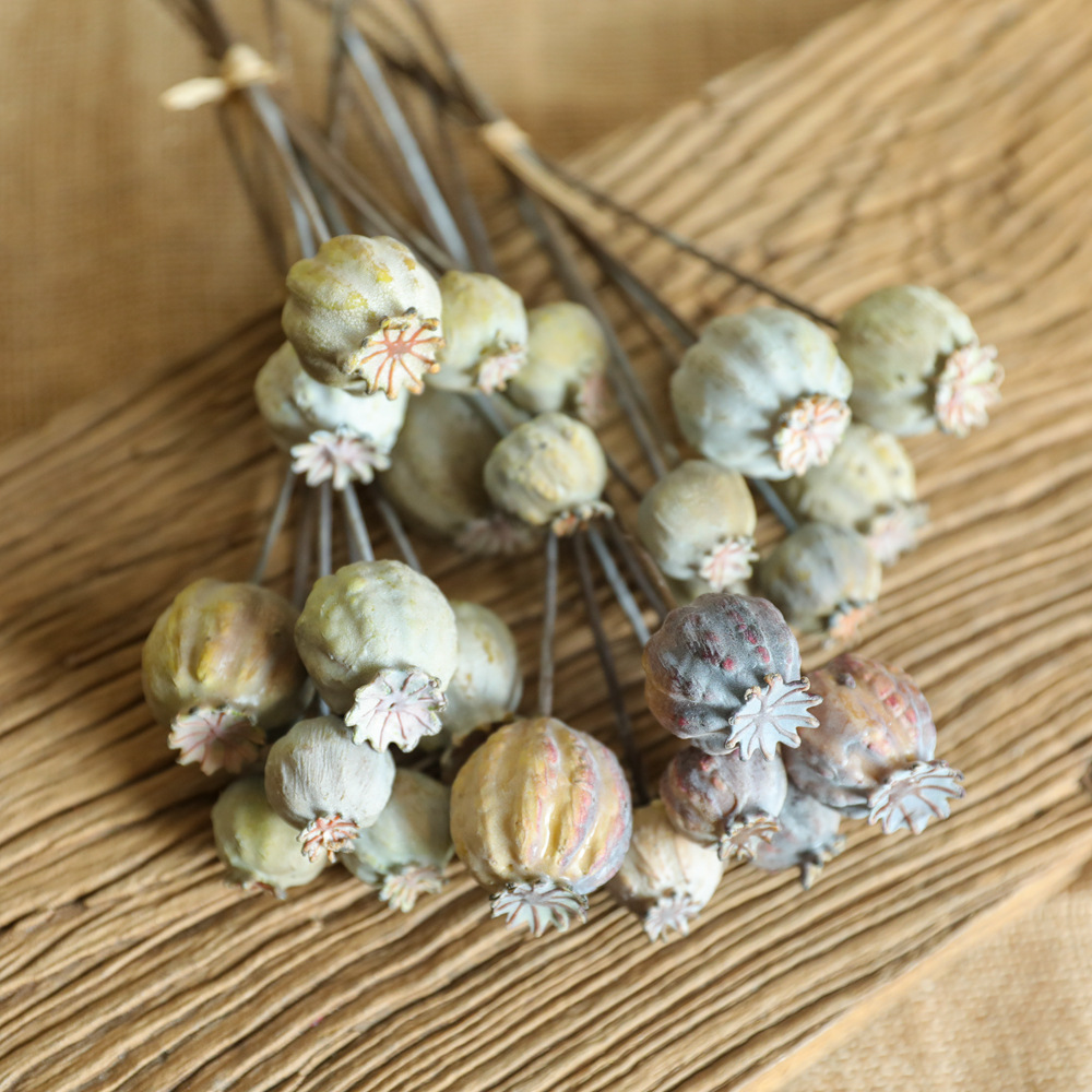 6Heads Poppies Fruit Dried Flo - Dried Flower Bunch 리뷰 및 가격