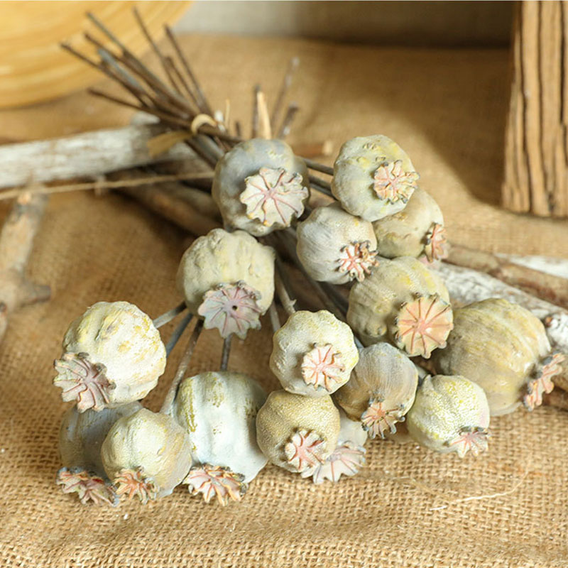 6Heads Poppies Fruit Dried Flo - Dried Flower Bunch 리뷰 및 가격