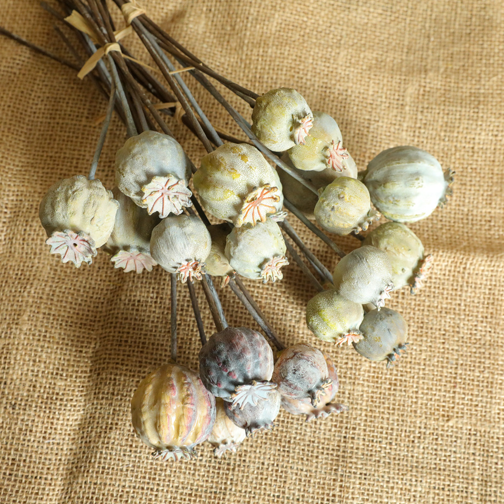 6Heads Poppies Fruit Dried Flo - Dried Flower Bunch 리뷰 및 가격