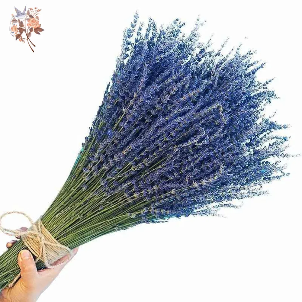 50g Natural Dried Lavender Bou - Dried Flower Bunch 리뷰 및 가격
