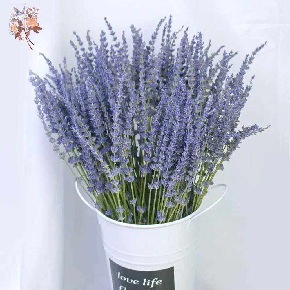 50g Natural Dried Lavender Bou - Dried Flower Bunch 리뷰 및 가격