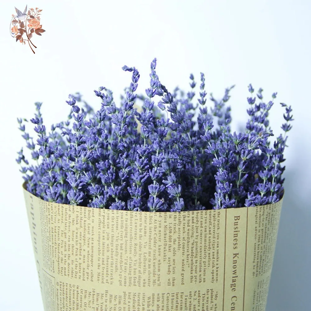 50g Natural Dried Lavender Bou - Dried Flower Bunch 리뷰 및 가격